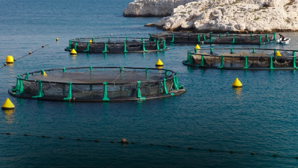 seychelles aquaculture center
