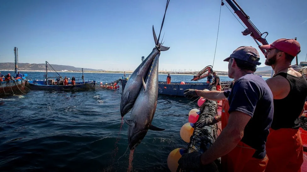 seychelles tuna fishing